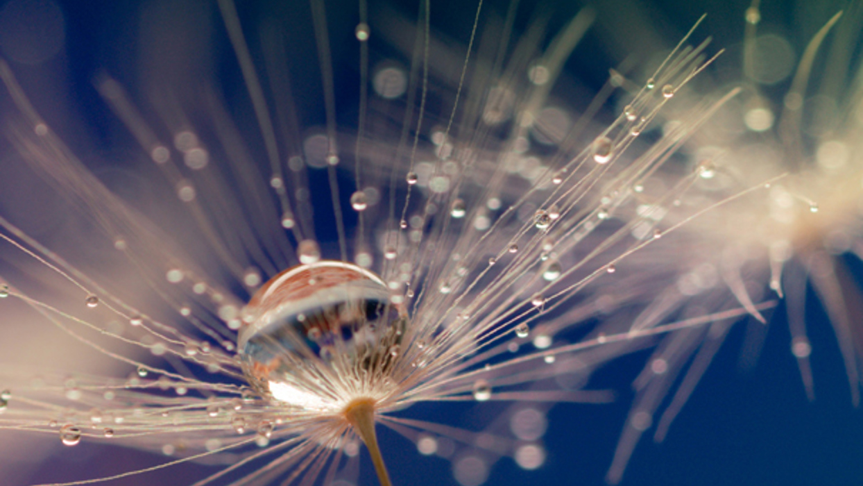 Water droplet on dandelion seed
