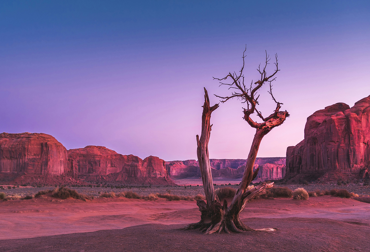 Tree in a desert